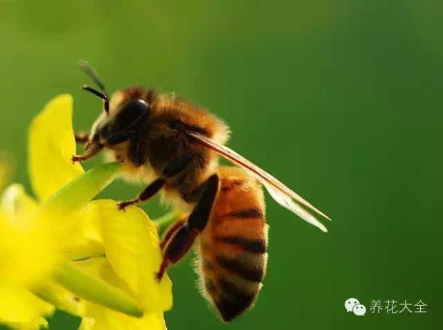 小时候田地里很多蜜蜂,不是别人养的,是野生的.
