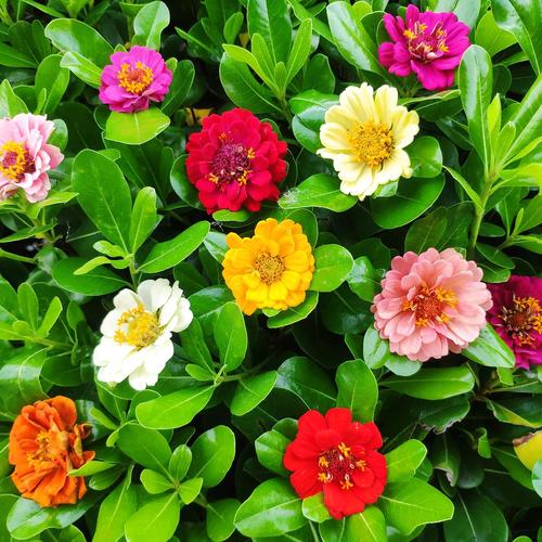 好好看啊,什么颜色都有