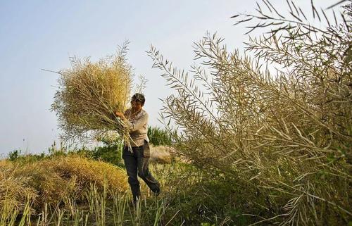 长成的冬油菜,收下来之后并不急于"打菜籽",而是要放在太阳下暴晒.