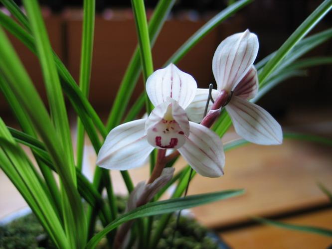 傲慢与偏见――兼谈养兰养心