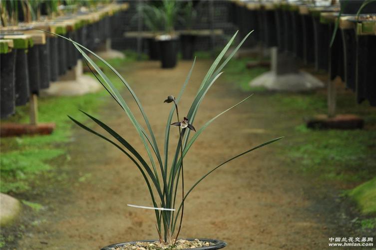 20168012细叶寒兰经典紫花(端研)