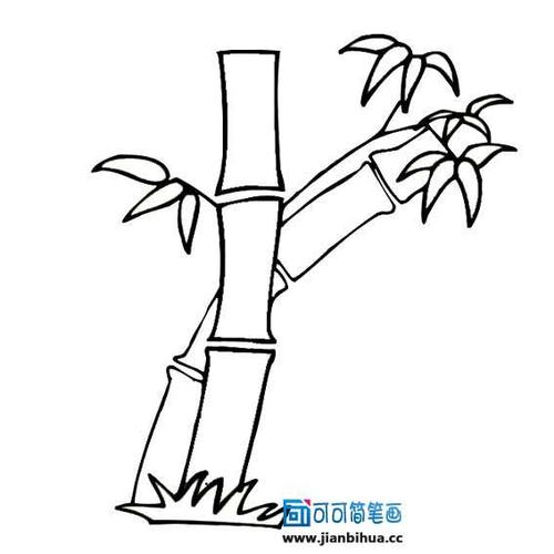 竹子简笔画简单漂亮图,竹子画法