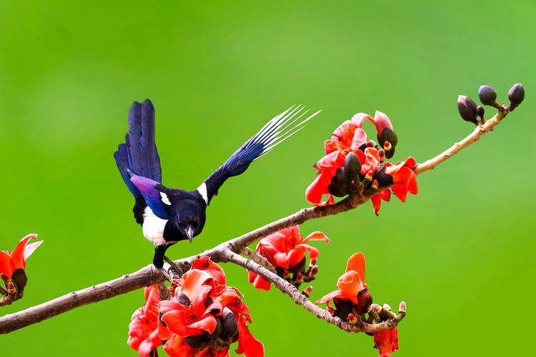 【喜鹊摄影图片】深圳生态摄影_英雄无悔摄影博客_网