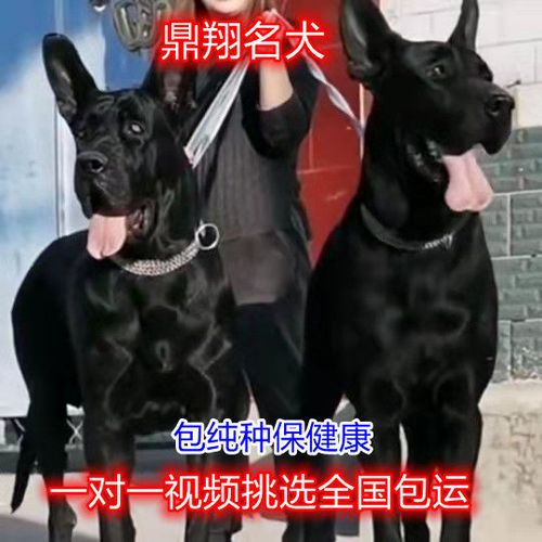 纯种黑狼幼犬大型看家护卫犬黑狼犬巨型犬猛犬护院犬
