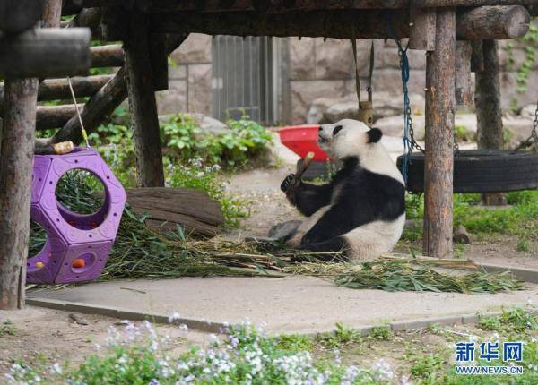 守护国宝32载的大熊猫奶爸
