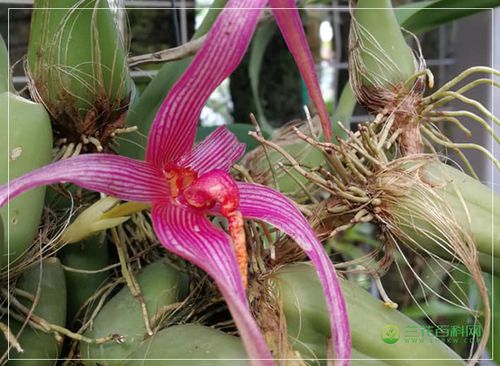 棘唇石豆兰bulbophyllum echinolabium-兰花百科网
