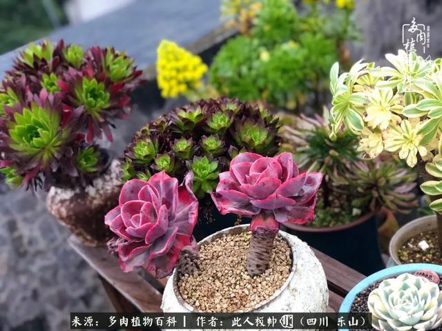 小红衣(小绿衣) 绮罗和拉霍亚爪子 进入夏天,以拟石莲为代表的大多数