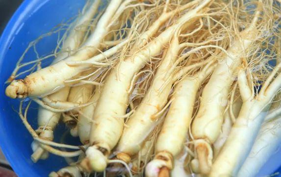 "冬吃萝卜赛人参"?别轻信不靠谱的吹嘘!