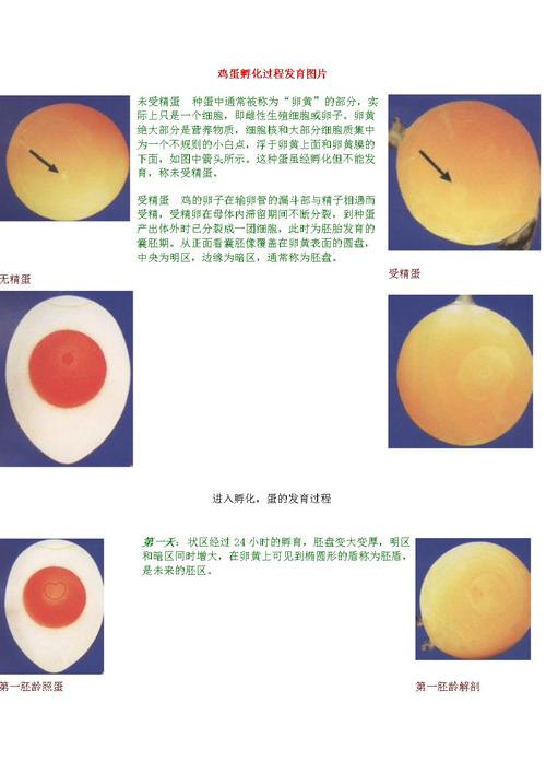 鸡蛋孵化进程图 图文显示.doc