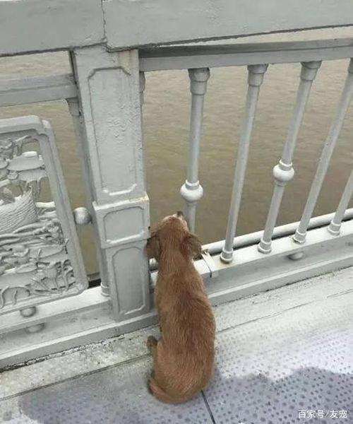 狗狗一直不看人,只是盯着栏杆外的长江
