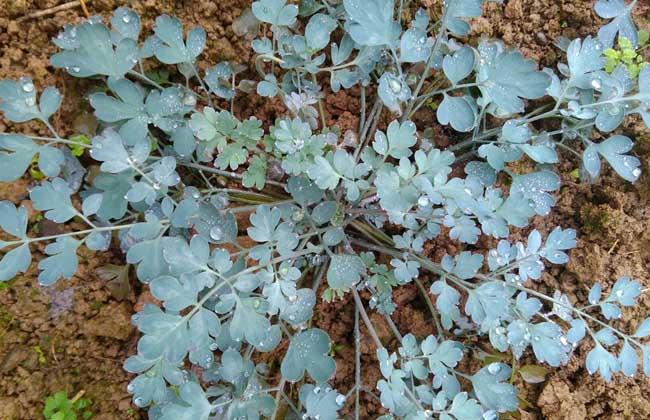 岩黄连的功效与作用