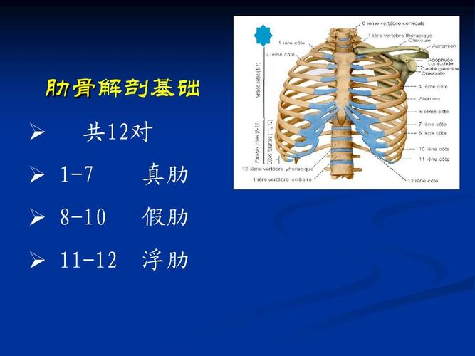 无忧文档 所有分类 医药卫生 基础医学 胸部损伤病人的护理ppt  肋骨