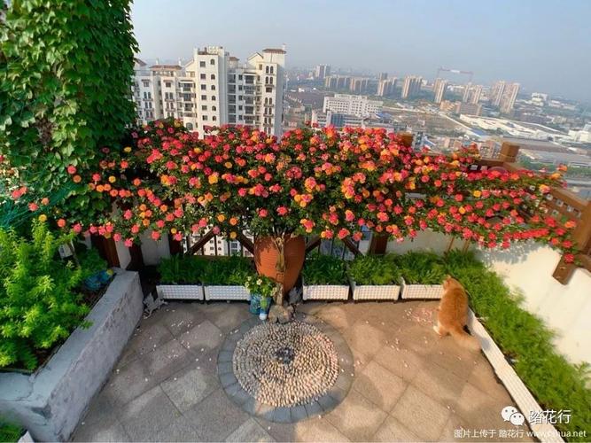 藤彩虹拉伸效果展示