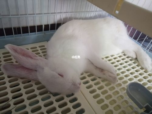 兔子生病了吗?_兔子_宠物_宠物其他