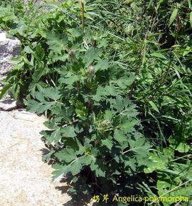 拐芹当归图册_百度百科