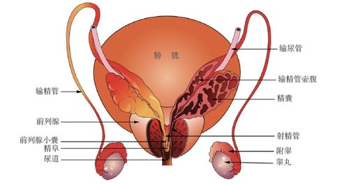 认识一下人体器官前列腺