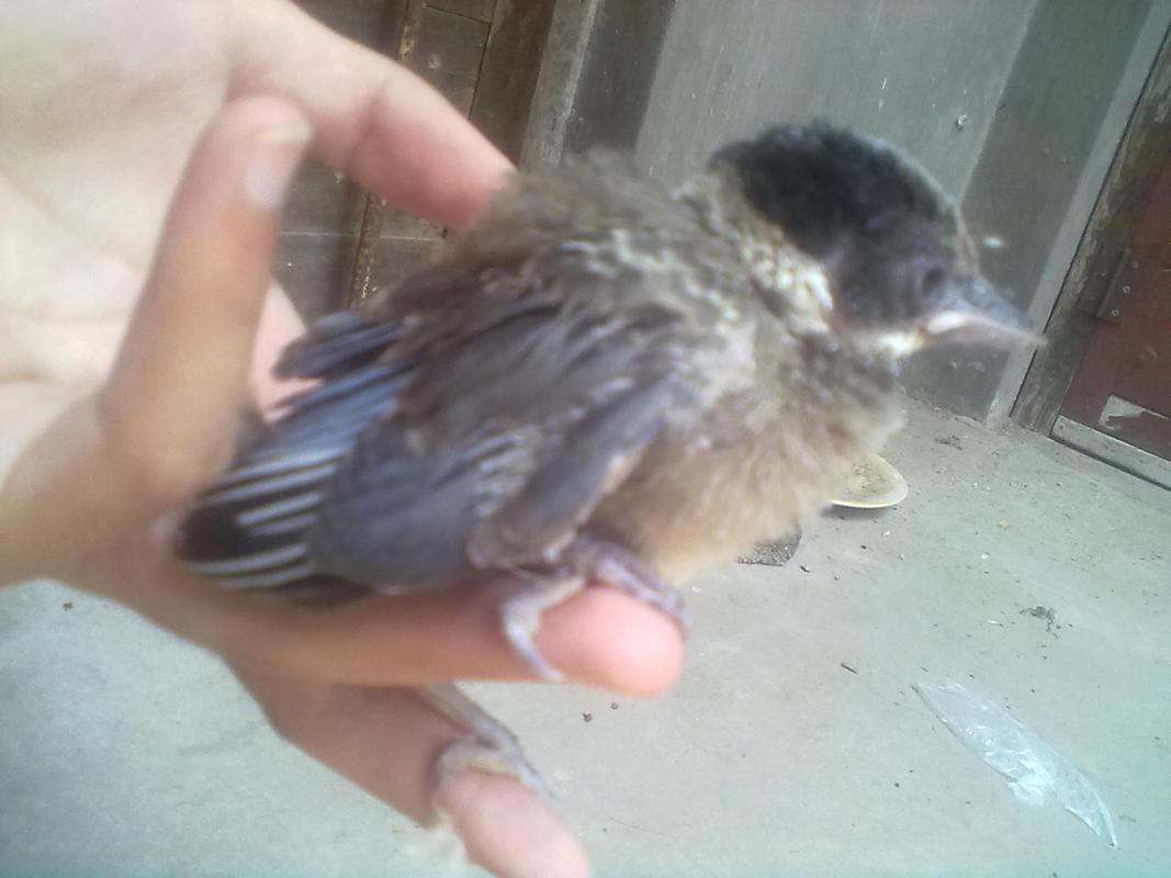 灰喜鹊幼鸟的喂养方法?这样大的鸟能喂小鸡饲料吗(如果不能该喂什么)?