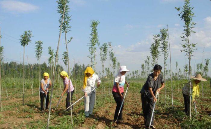 农村大哥种植绿化树苗,收益翻了好多倍,带动全村人一起致富