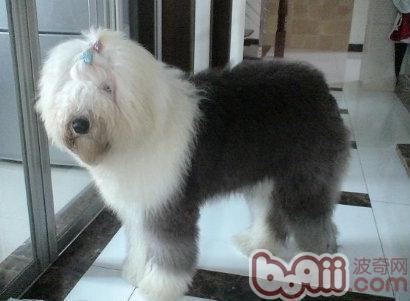 美国古代牧羊犬fci规范