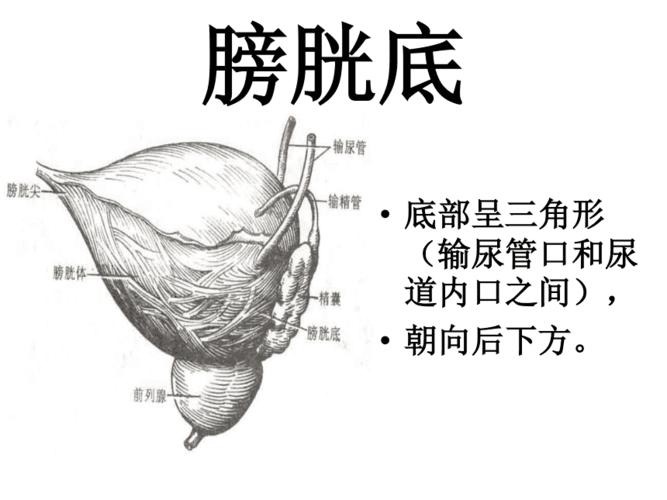 膀胱解剖及临床ppt