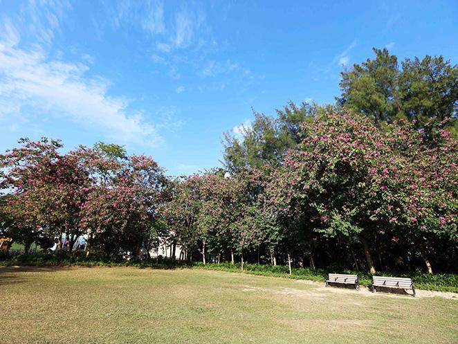 洋紫荆园