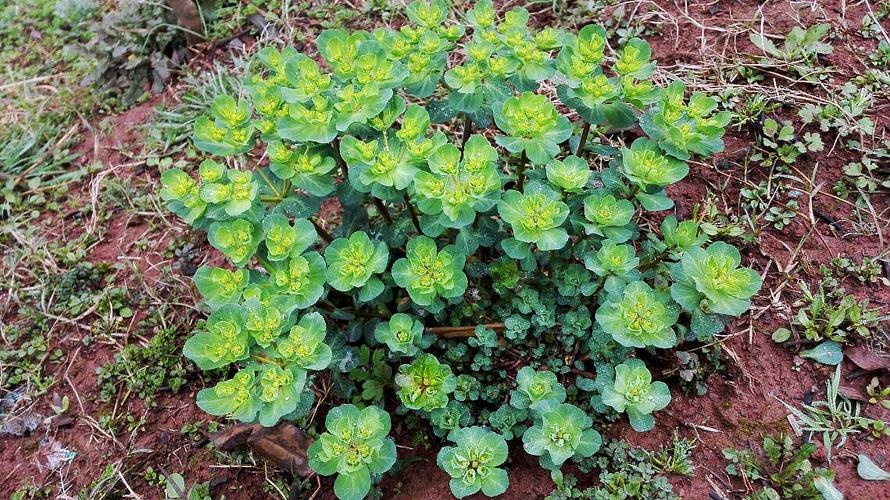 农村的"马虎眼草"富含乳浆,剧毒,却是癌症克星