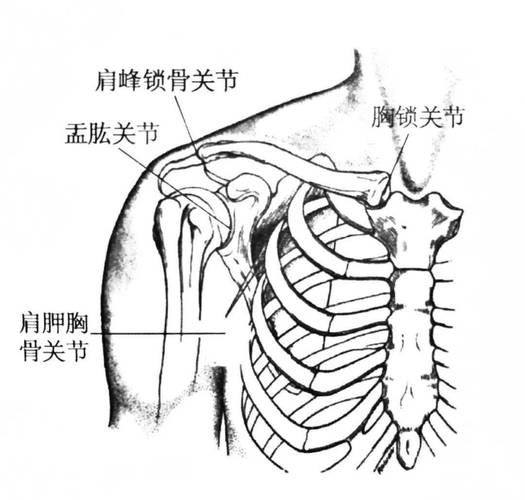完整的肩关节运动主要由四个关节完成,即盂肱关节,肩锁关节,胸锁关节