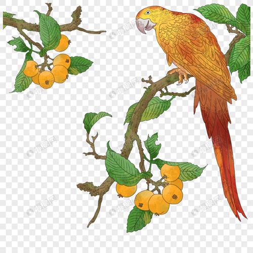 手绘/卡通元素 枇杷树上的鹦鹉.png 860_860