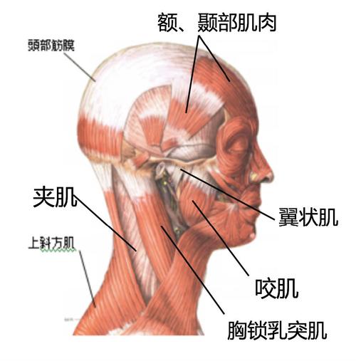 颅周肌肉分布(额肌,颞肌,咬肌,翼状肌,胸锁乳突肌,夹肌和斜方肌)