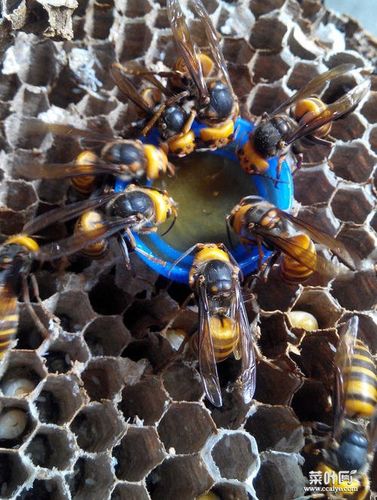 胡蜂大战虎头蜂谁更 蜜蜂大战虎头蜂视频