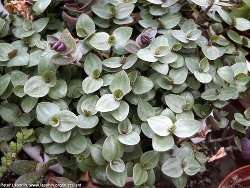 展开全部 铺地锦竹草学名callisia repens,为鸭跖草科锦竹草属多年生