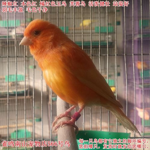 566号母鸟辣椒本色橘红色玉鸟芙蓉健壮活泼羽毛鸟