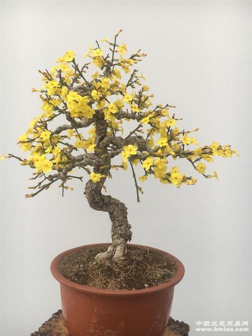 迎春中的皇后～黄城虎蹄