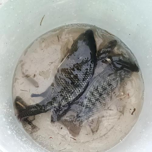 深圳臭水沟变成了清澈见底的河流,钓鱼者:每天都有鱼吃