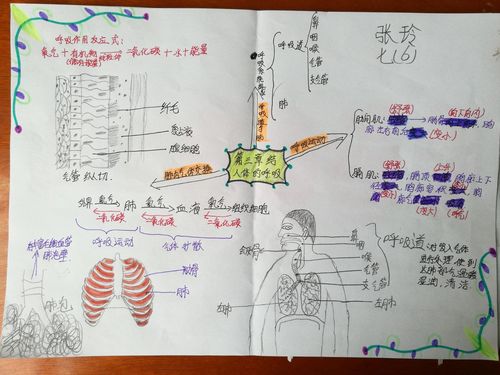 人体的呼吸部分优秀思维导图 七年六班