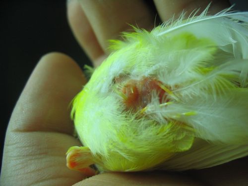 谁明白帮我看看 一只芙蓉鸟是公母 先谢谢了