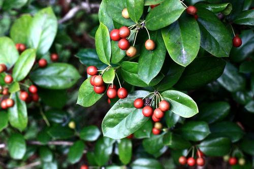 光叶细刺枸骨冬青科冬青属