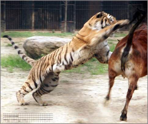 惊心动魄!动物园内的虎牛大战