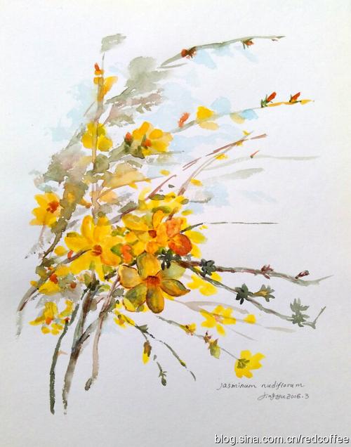 《迎春花》——水彩练习