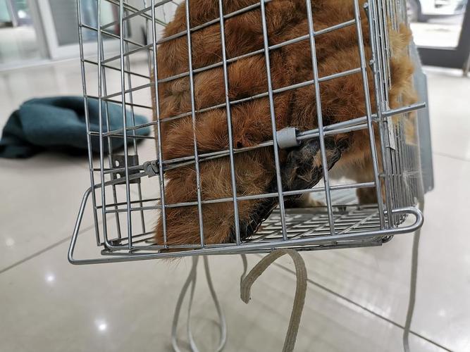 【讨论】上海谁有捕猫笼,扑救断腿橘猫