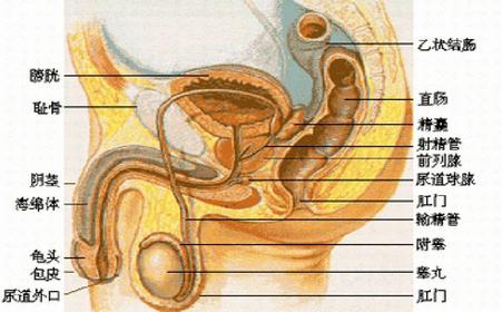 男性常见生殖疾病图片