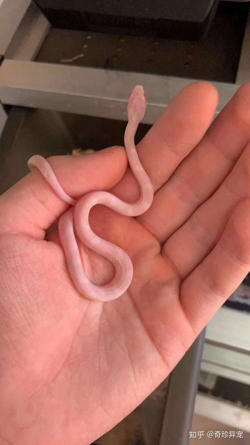 在哪里可以买到宠物玉米蛇