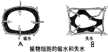如图为植物细胞吸水和失水模式图