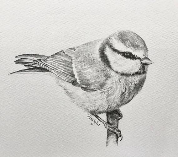 8小时画了一只猎鹰活灵活现的各种鸟类素描果断收藏