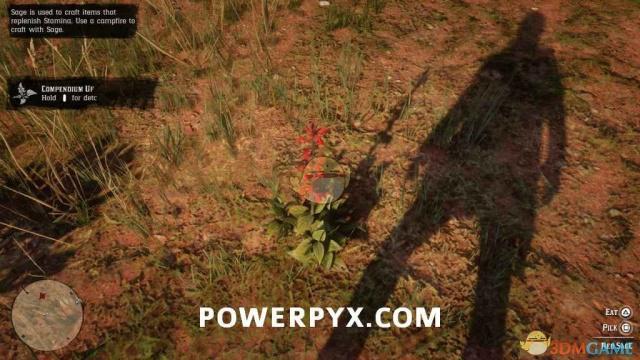 《荒野大镖客2》全普通植物采集地点及外观一览(附地图)