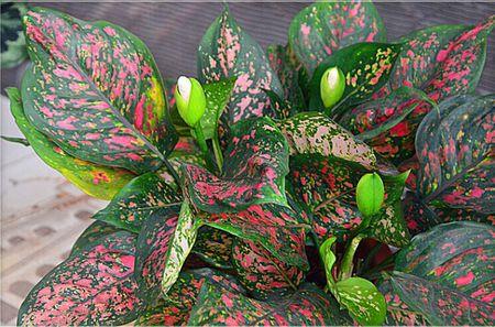 花卉如意皇后什么时候可以开花