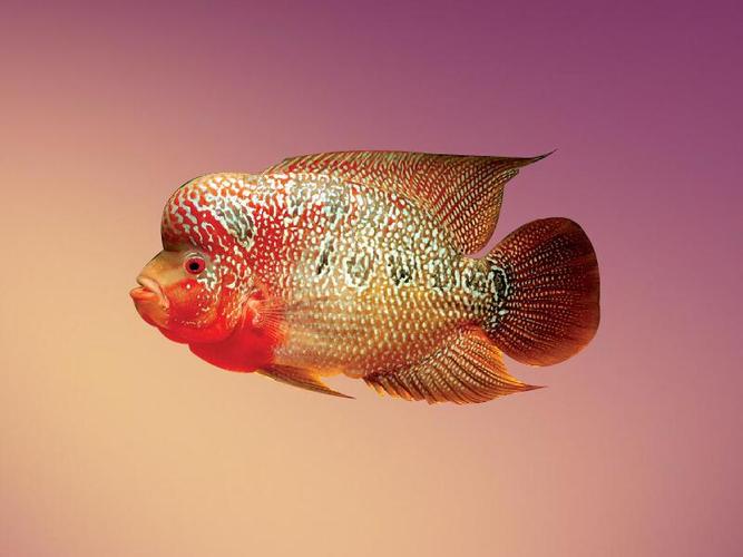 又名火鹤,吉祥鱼.丽鱼科.产于南美哥斯达黎加,尼加拉瓜.