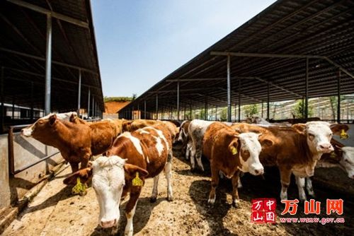 笔者来到万山区旗屯村华诚牧业有限公司肉牛养殖场,见到牛棚内饲养员