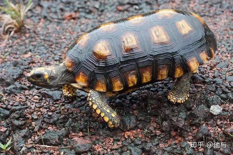 野生陆龟都是国家二级保护动物,不作为家庭饲养范围,所以也就全都不