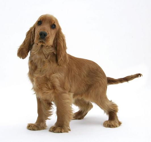 英国可卡犬 english cocker.